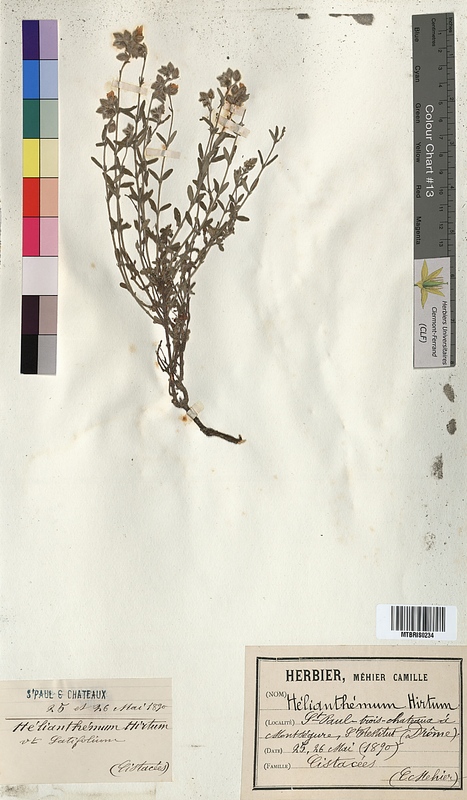 Helianthemum hirtum (Cistaceae)