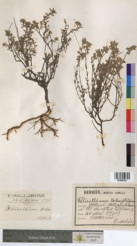 Helianthemum hirtum (Cistaceae)