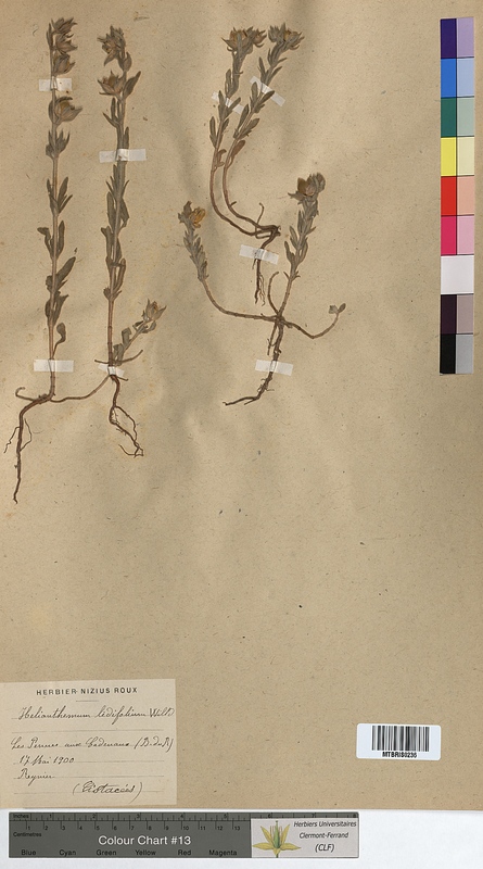 Helianthemum lidicifolium (Cistaceae)