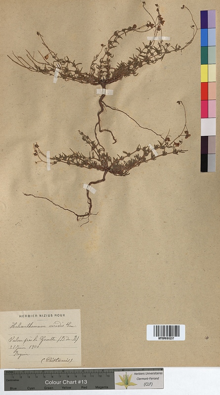Helianthemum viride (Cistaceae)