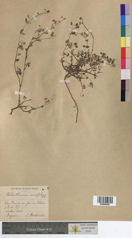Helianthemum marifolium (Cistaceae)