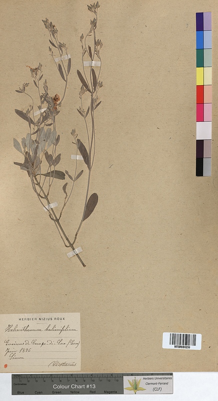 Helianthemum halimifolium (Cistaceae)