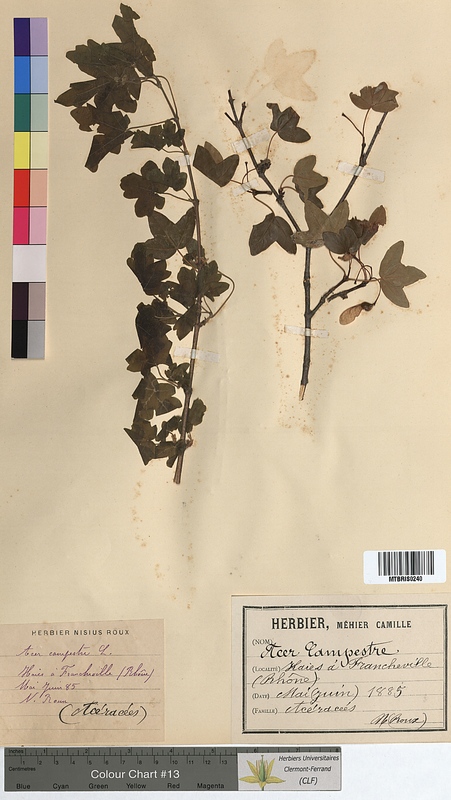 Acer campestre (Aceraceae)