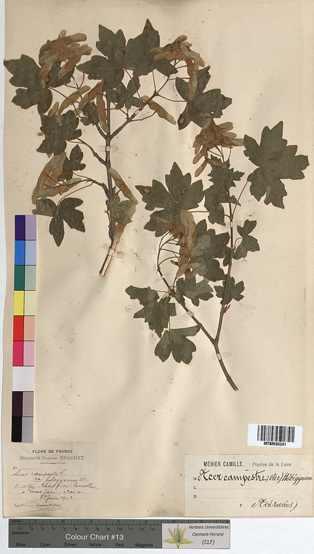 Acer campestre (Aceraceae)
