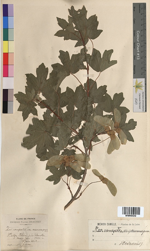 Acer campestre (Aceraceae)