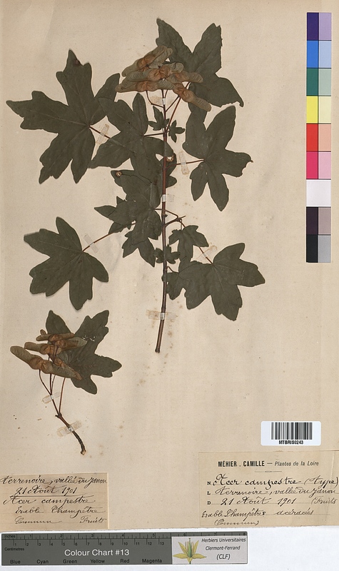Acer campestre (Aceraceae)