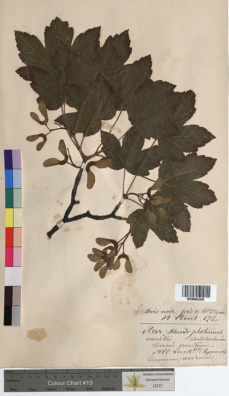Acer pseudoplatanus (Aceraceae)