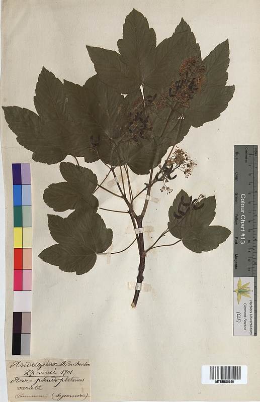 Acer pseudoplatanus (Aceraceae)