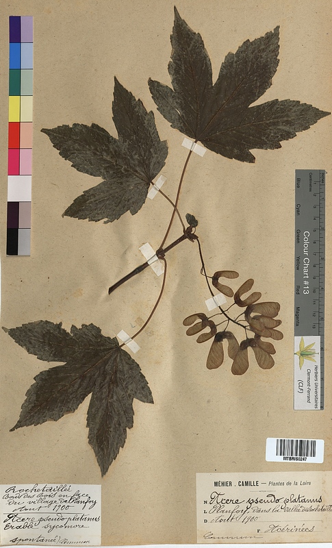 Acer pseudoplatanus (Aceraceae)