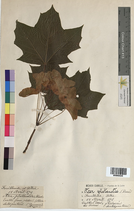 Acer platanoides (Aceraceae)