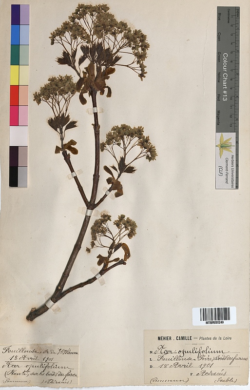 Acer opulifolium (Aceraceae)