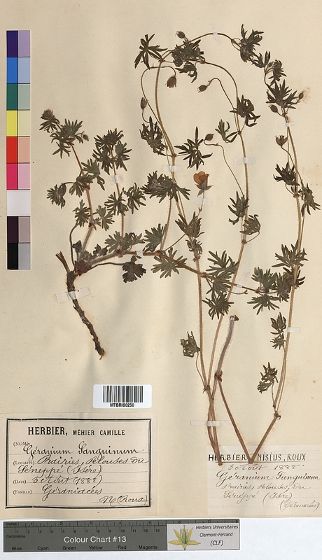 Geranium sanguineum (Geraniaceae)