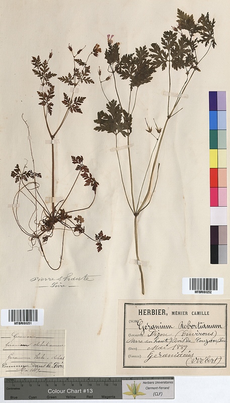 Geranium robertianum (Geraniaceae)