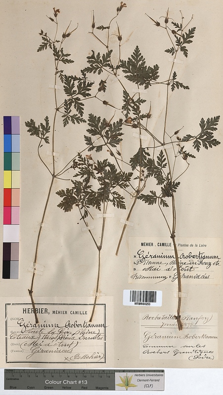 Geranium robertianum (Geraniaceae)