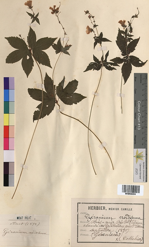 Geranium nodosum (Geraniaceae)