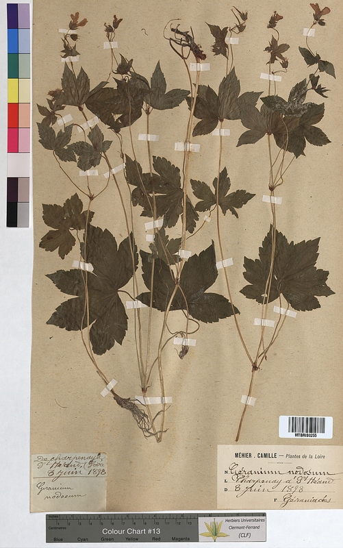 Geranium nodosum (Geraniaceae)