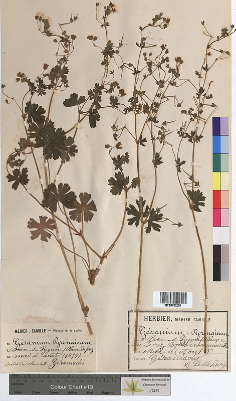 Geranium pyrenaicum (Geraniaceae)