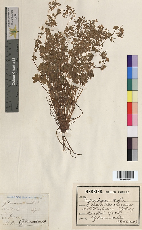 Geranium molle (Geraniaceae)