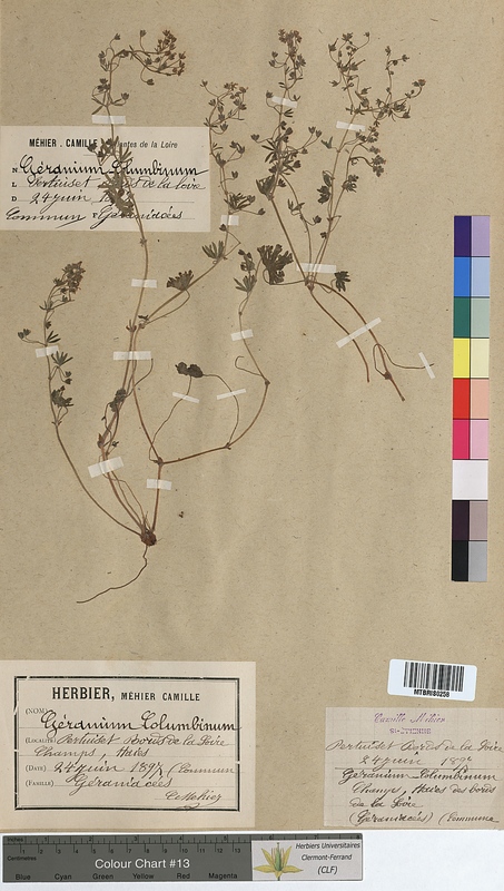 Geranium columbinum (Geraniaceae)