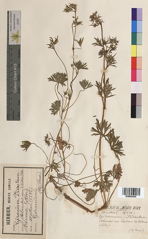 Geranium dissectum (Geraniaceae)