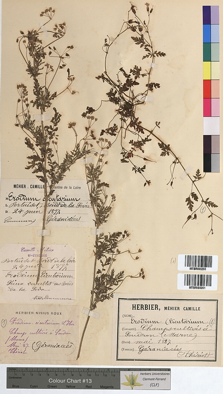Erodium cicutarium (Geraniaceae)