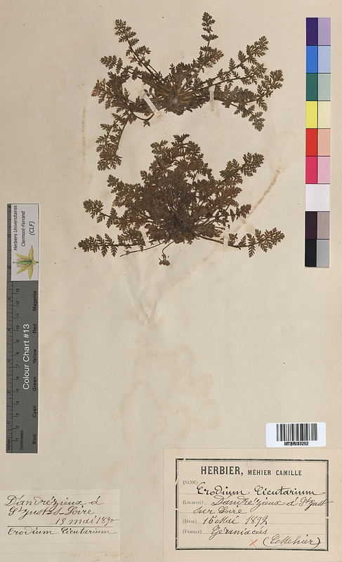 Erodium cicutarium (Geraniaceae)