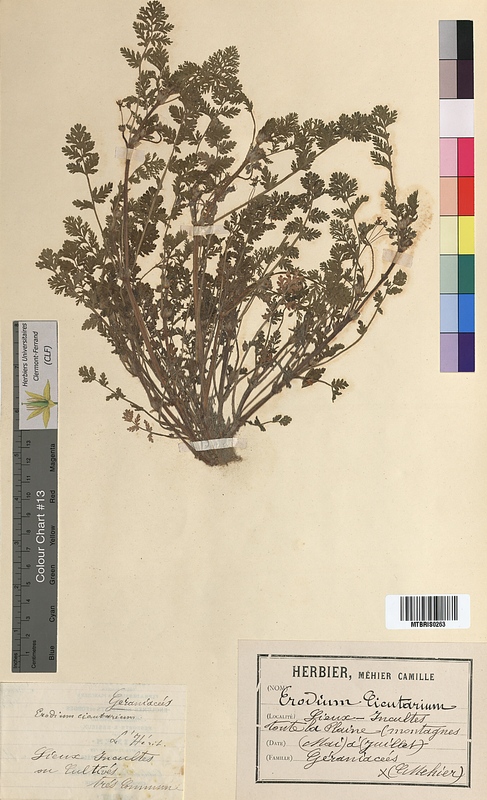 Erodium cicutarium (Geraniaceae)