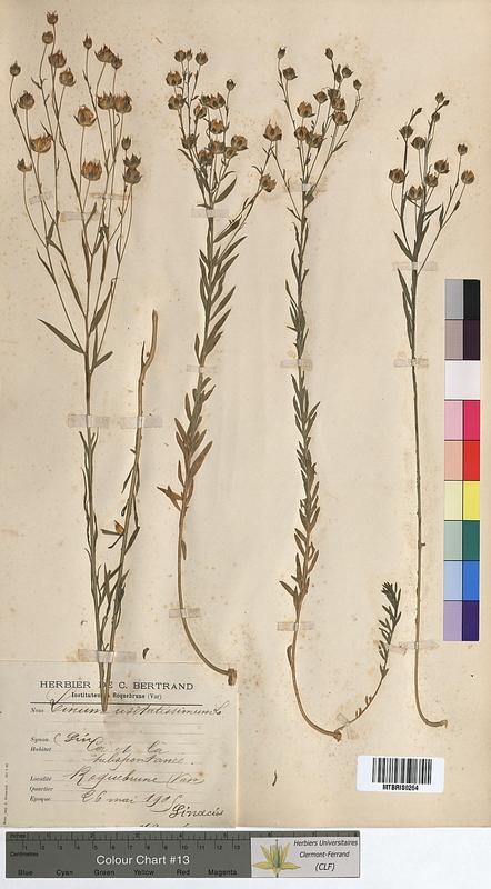 Linum usitatissimum (Linaceae)