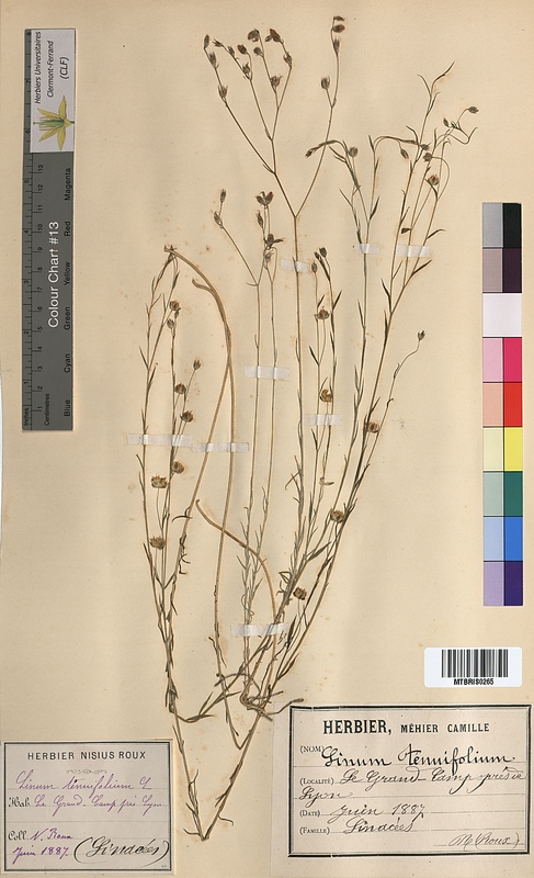 Linum tenuifolium (Linaceae)