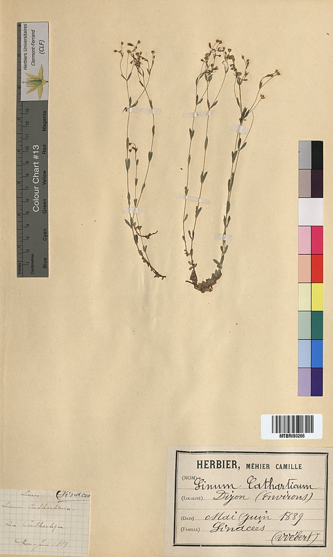 Linum catharticum (Linaceae)
