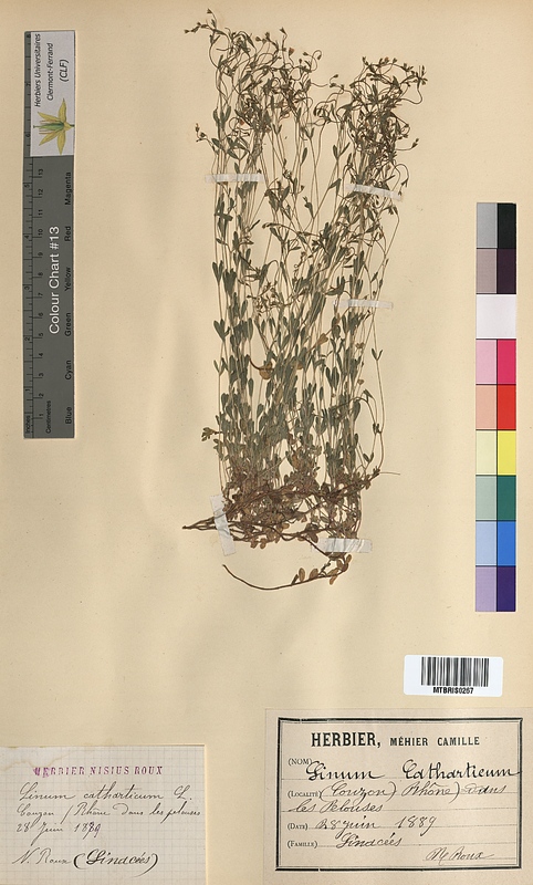 Linum catharticum (Linaceae)
