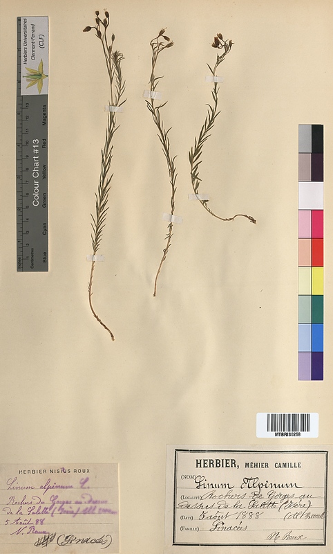 Linum alpinum (Linaceae)