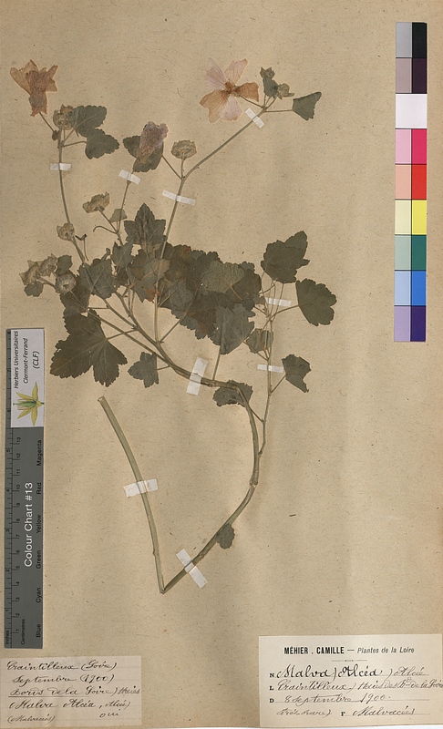Malva alcea (Malvaceae)