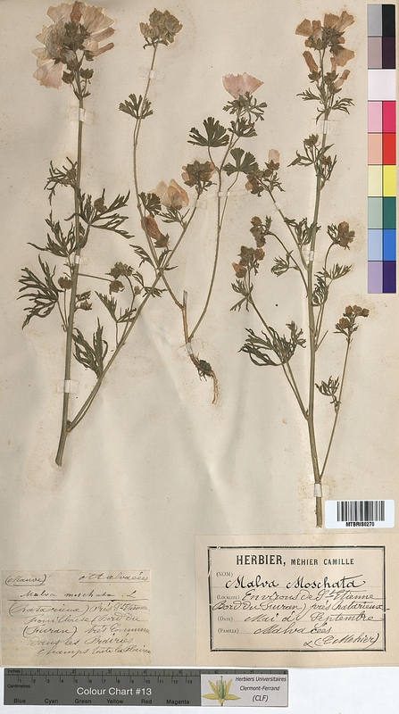 Malva moschata (Malvaceae)
