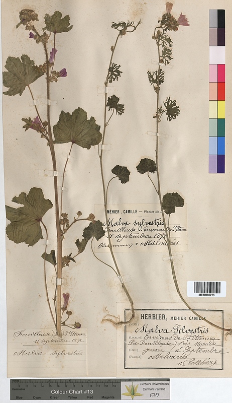 Malva sylvestris (Malvaceae)