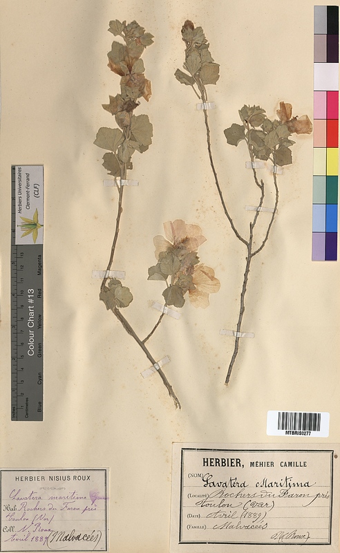 Lavatera maritima (Malvaceae)