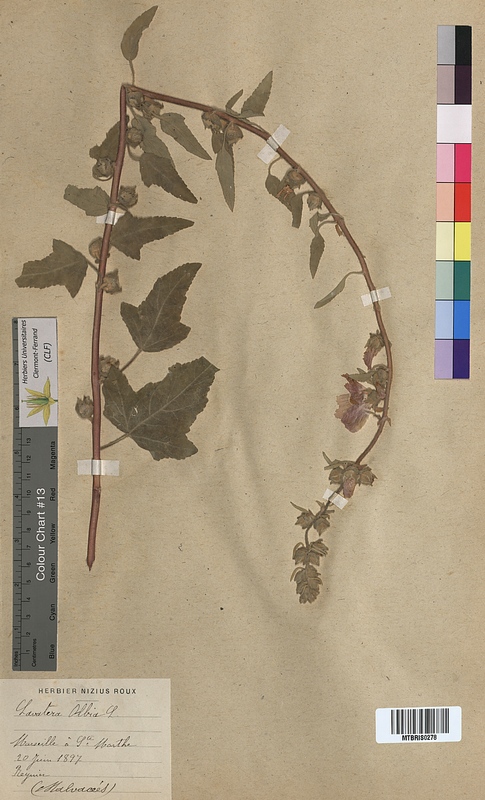Lavatera olbia (Malvaceae)
