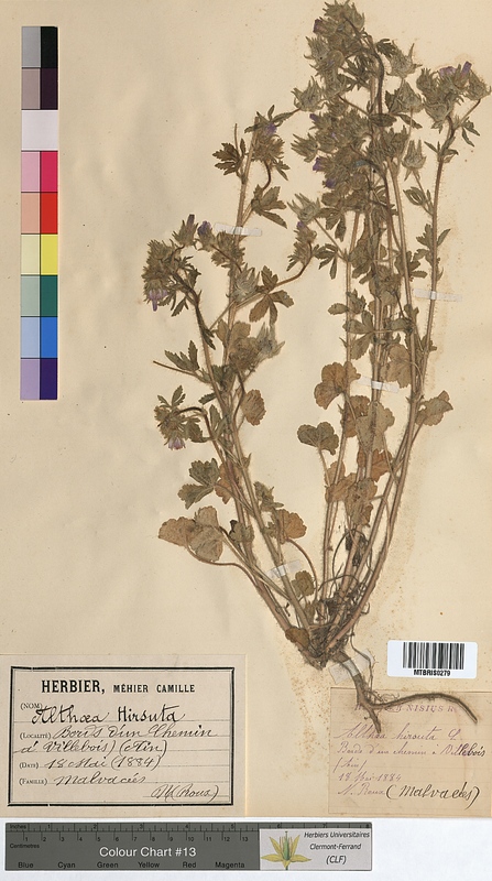 Althaea hirsuta (Malvaceae)