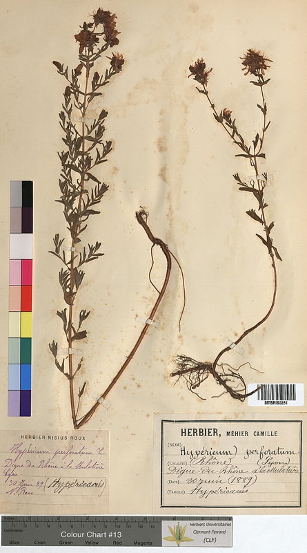 Hypericum perforatum (Hypericaceae)