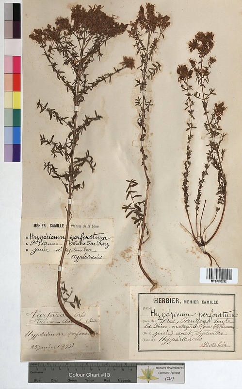 Hypericum perforatum (Hypericaceae)