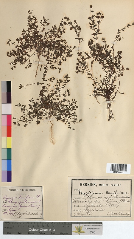Hypericum humifusum (Hypericaceae)
