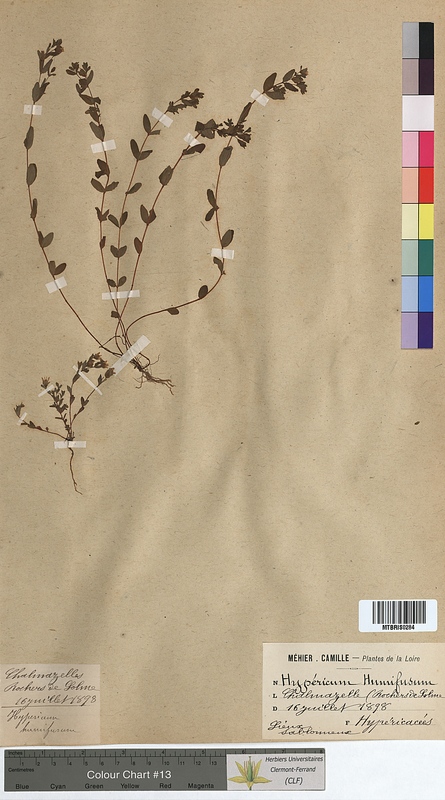 Hypericum humifusum (Hypericaceae)