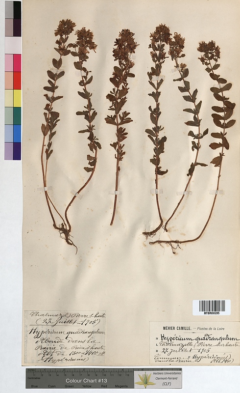 Hypericum quadrangulum (Hypericaceae)