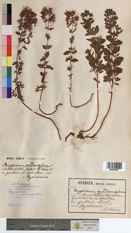 Hypericum quadrangulum (Hypericaceae)