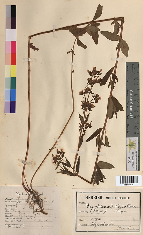 Hypericum hirsutum (Hypericaceae)