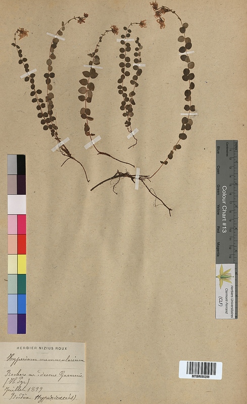 Hypericum nummularium (Hypericaceae)