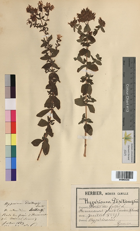 Hypericum desetangsii (Hypericaceae)