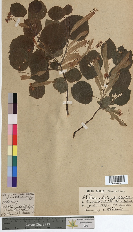 Tilia platyphyllos (Tiliaceae)