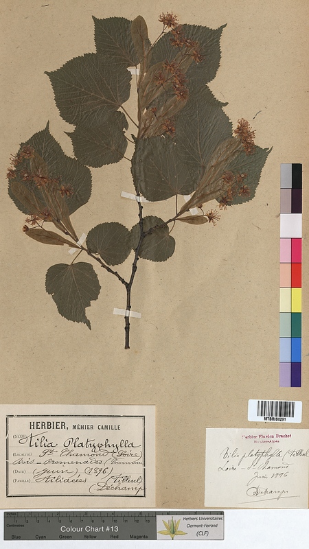 Tilia platyphyllos (Tiliaceae)