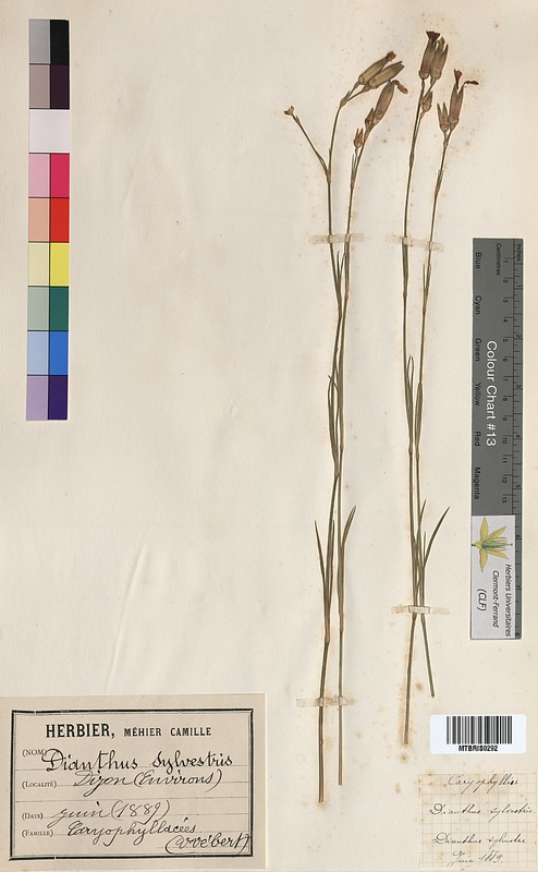 Dianthus sylvestris (Caryophyllaceae)